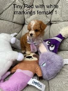 Beautiful Red f1 b Maltipoo puppies