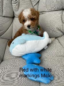 Beautiful Red f1 b Maltipoo puppies - Photo 2