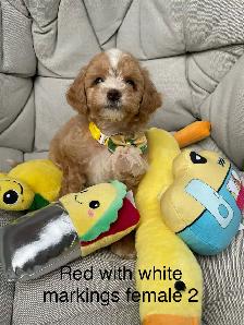 Beautiful Red f1 b Maltipoo puppies - Photo 3