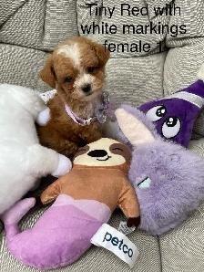 Beautiful Red f1 b Maltipoo puppies - Photo 4
