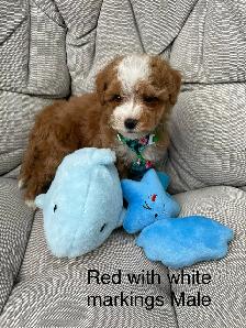 Beautiful Red f1 b Maltipoo puppies - Photo 5