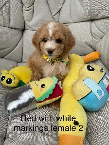 Beautiful Red f1 b Maltipoo puppies - Photo 6