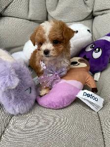 Beautiful Red f1 b Maltipoo puppies - Photo 7