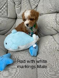 Beautiful Red f1 b Maltipoo puppies - Photo 8