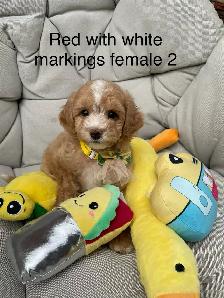 Beautiful Red f1 b Maltipoo puppies - Photo 9
