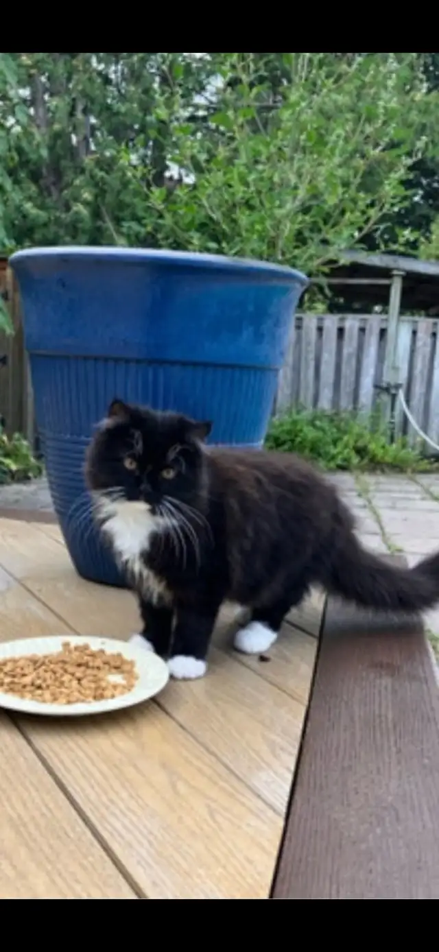 persian tuxedo kitten