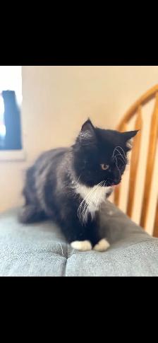 persian tuxedo kitten - Photo 2