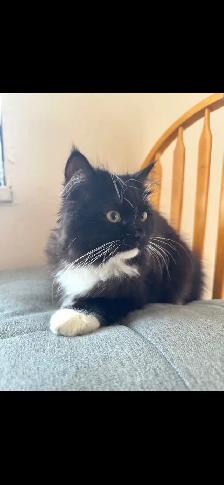 persian tuxedo kitten - Photo 3