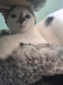 2, 6 month old cats