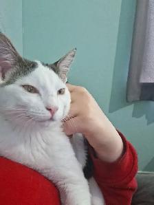 2, 6 month old cats - Photo 2