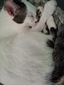 2, 6 month old cats - Photo 3
