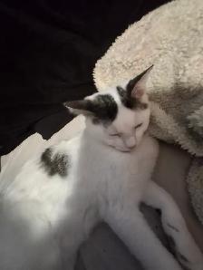 2, 6 month old cats - Photo 4