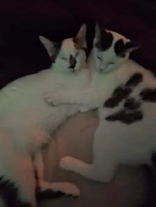 2, 6 month old cats - Photo 5