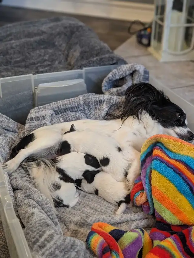 PAPILLONS for sale
