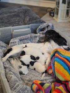 PAPILLONS for sale