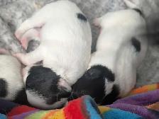 PAPILLONS for sale - Photo 3