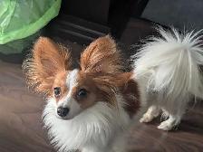 PAPILLONS for sale - Photo 4