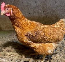 Young Isa Brown Laying Hens for Sale