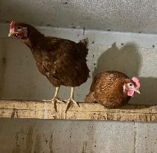 Young Isa Brown Laying Hens for Sale - Photo 2