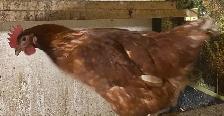 Young Isa Brown Laying Hens for Sale - Photo 3