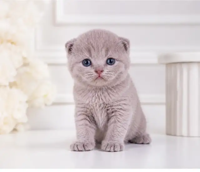 SUPERBES CHATONS SCOTTISH – HAUT DE GAMME