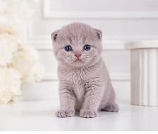 SUPERBES CHATONS SCOTTISH – HAUT DE GAMME