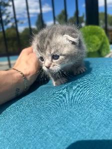 SUPERBES CHATONS SCOTTISH – HAUT DE GAMME - Photo 2