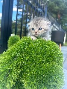 SUPERBES CHATONS SCOTTISH – HAUT DE GAMME - Photo 3