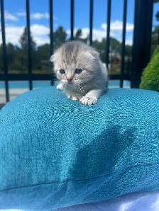 SUPERBES CHATONS SCOTTISH – HAUT DE GAMME - Photo 4