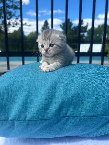 SUPERBES CHATONS SCOTTISH – HAUT DE GAMME - Photo 5