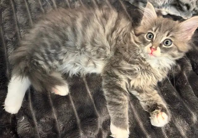 Bb chaton mâle