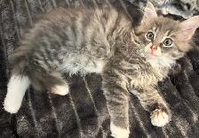 Bb chaton mâle