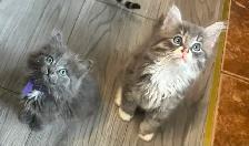 Bb chaton mâle - Photo 4
