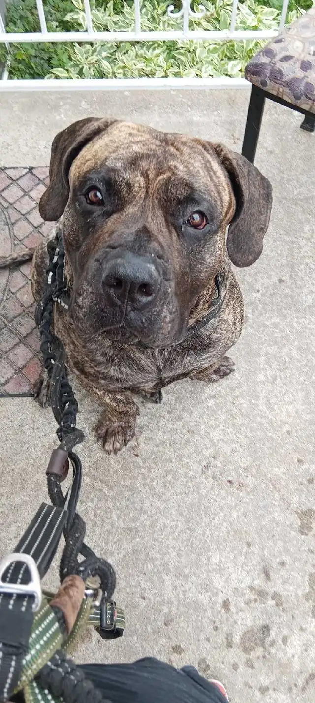 lost dog