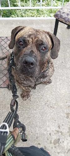 lost dog