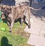 lost dog - Photo 2