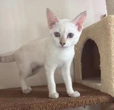 Chaton Savannah femelle snow F5. Stérilisée
