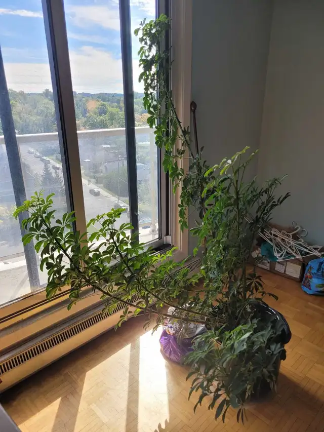 My plant need a new home