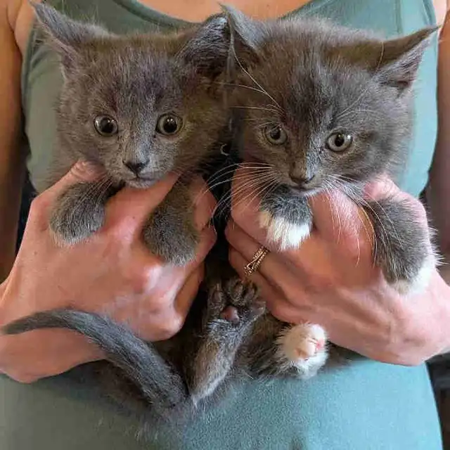 beautiful female kittens