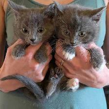 beautiful female kittens