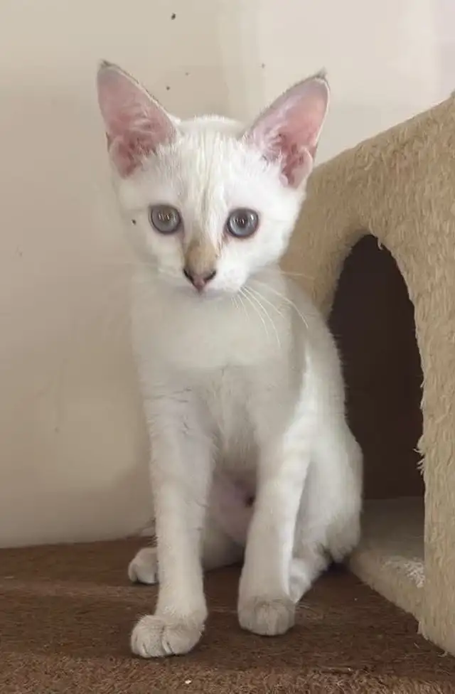 Savannah femelle snow disponible