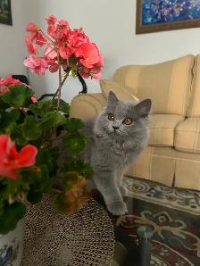 Scottish Straight Blue long-hair kittens CCA/AFC registered - Photo 8
