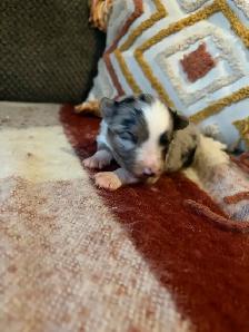 toy/mini Aussie