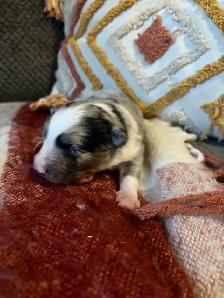 toy/mini Aussie - Photo 2