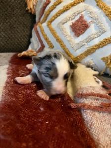 toy/mini Aussie - Photo 3