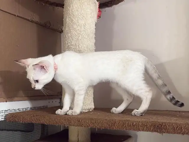 Chaton Savannah femelle F5 couleur snow