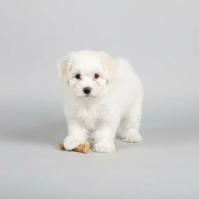 Pure Maltese Male