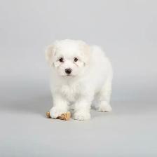 Pure Maltese Male