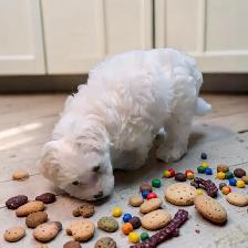 Pure Maltese Male - Photo 2