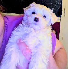 Pure Maltese Male - Photo 3